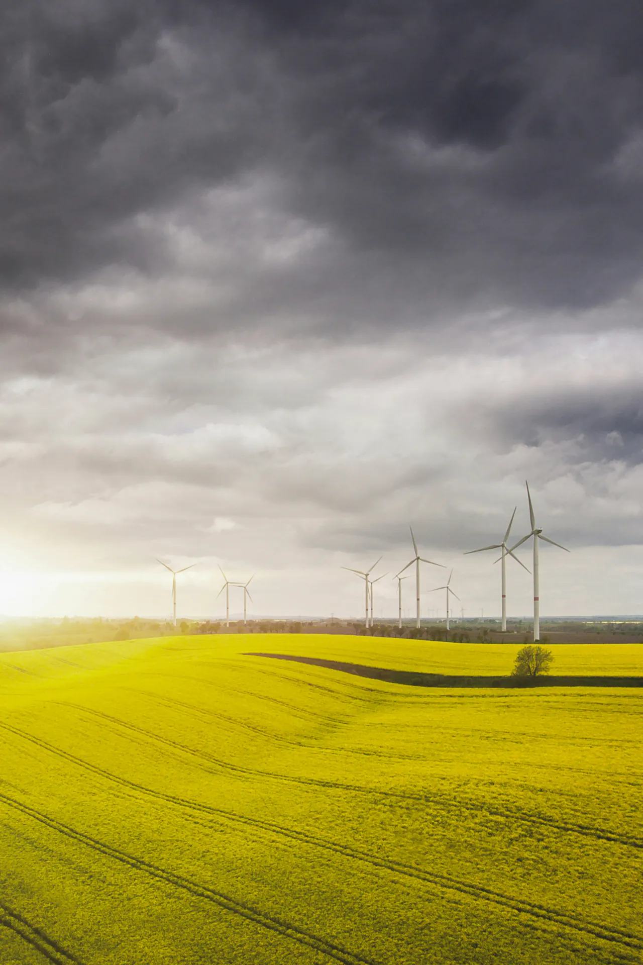 Windräder auf Feld Windräder auf gelbem Feld unter dramatischem Wolkenhimmel